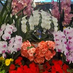 ハーブ庭園旅日記 富士河口湖庭園 園内ショップ - 