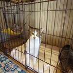 めおまるけ - 一時的に隔離中