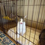 めおまるけ - 一時的に隔離中