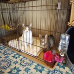 めおまるけ - 一時的に隔離中