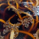 蕎麦切り かんべえ - 