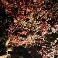うかい鳥山 - 