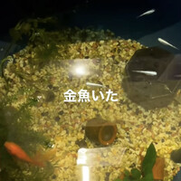 かんない 諸星 - 