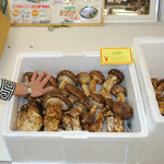 たねや まつたけ館 - 料理写真:まつたけ大きさ