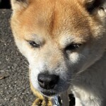 串焼き BUBU-TON - 