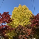 中華そば 坂井田 - おまけ　金生山紅葉