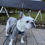 和泉屋傳兵衛 - 