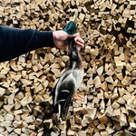 レストラン ウオゼン - 真鴨♂：シェフ曰く太っていないとの...