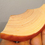 マッターホーン - これがカットバウムです・・・