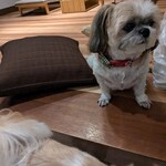 イタリア料理 ルッチコーレ - 