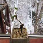 カフェ 崖の上 - 北側の小窓から：2009年11月