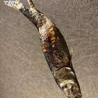 博多炉端 炉邸 - 