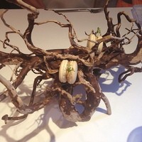 ピ・グレコ - フォアグラのマカロン
                    枝？に乗ってやってきました∑(ﾟДﾟ)