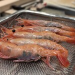 鮨みやもと - ボタンエビ