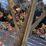 レイドバックバーガー - すっかり落葉した通りの中でこの店の前の山法師だけが最後まで頑張っていた