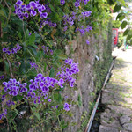 27524419 - 金城石畳道