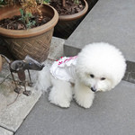 エビスエスクラッシコ - Are you sure you're six years old?