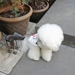 エビスエスクラッシコ - Happy Birthday, Angelina!!