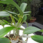 エビスエスクラッシコ - カトレアの蕾〜あと３日