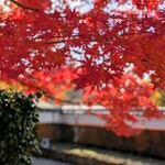 立礼席 - 庭園の入り口　いろはもみじが迎えてくれます　やまもみじもあり