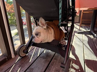 Hamburger Steak Senmon Ten IZUTSUYA