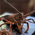 LAINE INAMURAGASAKI - 活きた鎌倉海老の登場