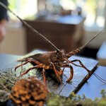 LAINE INAMURAGASAKI - 活きた鎌倉海老の登場