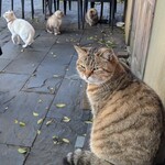 ドリプレ・ローズガーデン　カフェ - 