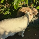 ドリプレ・ローズガーデン　カフェ - 