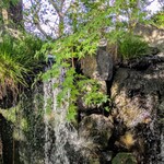 立礼席 - 二段落ちの滝　この先はつたの細道