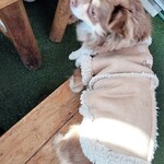 そば処 にし川 - 