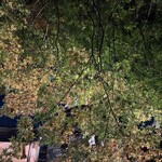 シェ松尾・松濤レストラン - 