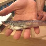 鮨 村上二郎 - メヒカリ