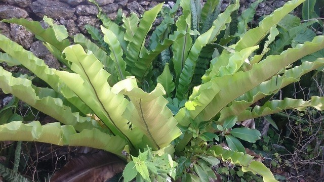 ぱーらー愿寿屋 - 南国ならでは