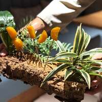 Jivana - 