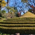 立礼席 - 山里の庭　茶畑にみたてたサツキと富士山