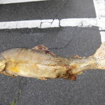 角上魚類 - あゆ塩焼き（うまし！）