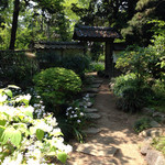 高澤記念館 - 初夏の庭、シャガ等の花が咲いています。