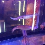 烏賊 鮨ダイニング 鮮助 - 生けすの烏賊