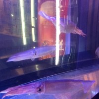 烏賊 鮨ダイニング 鮮助 大宮東口本店 - 