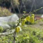 ナエメ ファーマーズ スタンド - 