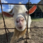 ナエメ ファーマーズ スタンド - 