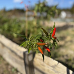 ナエメ ファーマーズ スタンド - 