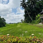 MADS LANGE - ホテル内の水田