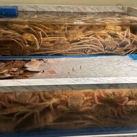 かに道楽 銀座八丁目店 - 