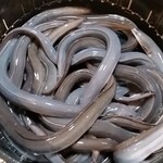 うなぎ 魚政 -  坂東太郎