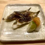 すしやのたい悟 - メヒカリ　　立派だ立派だ！と誉めそやして敬う。アルバトロス号がとらまえ続けた翠玉色のメ。