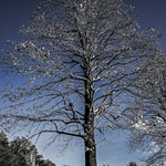 玄英（ふゆ）の足音（あしおと）"武州都筑郡（むさしのくにつゞきのこほり）"