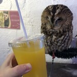 小動物カフェ はなはな - 
