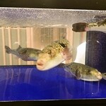 蟹かに城 - 水槽(河豚)